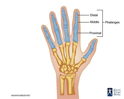 Phalanges of the hand: Anatomy and function .